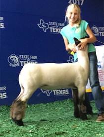 Reserve Champion Wether Dam 2017 State Fair of Texas