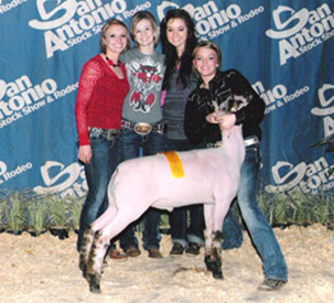 High Placing Lamb 2011 San Antonio Stock Show