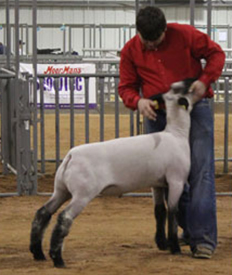 2nd Behind the Reserve Champion 2012 San Angelo Stock Show