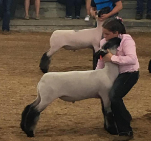 Grand Champion Market Lamb 2017 Ohio State Fair Junior Show