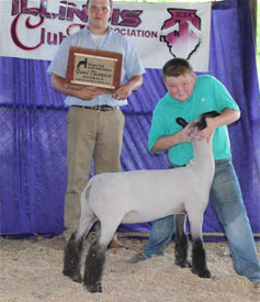 Champion Market Lamb 2015 Illinois Club Lamb Association Show