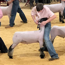 Reserve Grand Champion 2018 TBSS - San Angelo Show A