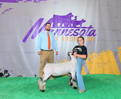 Reserve Champion Hamp <br />
2023 Minnesota Youth Livestock Expo 